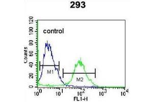 Flow cytometric analysis of 293 cells using OR4F15 Antibody (N-term) Cat. (OR4F15 anticorps  (N-Term))
