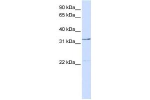 Western Blotting (WB) image for anti-General Transcription Factor IIE, Polypeptide 2 (GTF2E2) antibody (ABIN2458295) (GTF2E2 anticorps)
