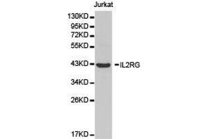 Western Blotting (WB) image for anti-Interleukin 2 Receptor, gamma (IL2RG) antibody (ABIN1873211) (IL2RG anticorps)