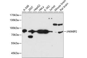 Western blot analysis of extracts of various cell lines, using J antibody  at 1:3000 dilution. (JAKMIP2 anticorps  (AA 561-810))