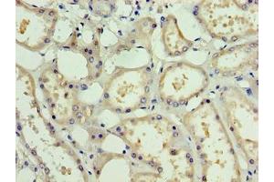 Immunohistochemistry of paraffin-embedded human kidney tissue using ABIN7162466 at dilution of 1:100 (PDRG1 anticorps  (AA 1-133))