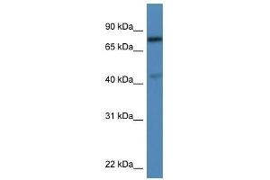 Western Blot showing Usp10 antibody used at a concentration of 1. (USP10 anticorps  (C-Term))
