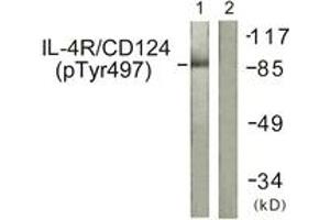 Western blot analysis of extracts from 293 cells, using IL-4R/CD124 (Phospho-Tyr497) Antibody. (IL4 Receptor anticorps  (pTyr497))