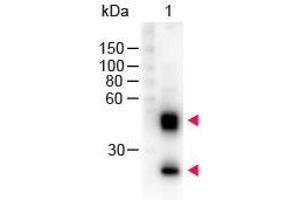 Western Blot of Peroxidase conjugated Sheep anti-Mouse IgG antibody. (Mouton anti-Souris IgG (Heavy & Light Chain) Anticorps (HRP) - Preadsorbed)