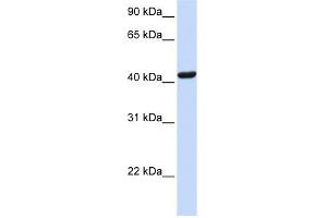 SKAP1 antibody used at 1 ug/ml to detect target protein. (SKAP1 anticorps  (N-Term))