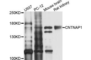 Western blot analysis of extracts of various cell lines, using CNTNAP1 antibody (ABIN6003764) at 1/1000 dilution. (CNTNAP1 anticorps)
