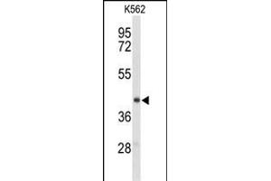 Western blot analysis of ENTPD2 Antibody (N-term) (ABIN653273 and ABIN2842789) in K562 cell line lysates (35 μg/lane).