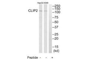 Western blot analysis of extracts from HepG2 cells and A549 cells, using CLIP2 antibody. (CLIP2 anticorps  (C-Term))