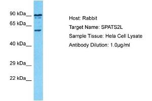 Host: Rabbit Target Name: SPATS2L Sample Type: Hela Whole Cell lysates Antibody Dilution: 1. (SPATS2L anticorps  (C-Term))