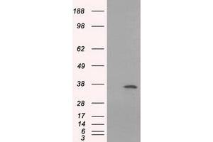 HEK293T cells were transfected with the pCMV6-ENTRY control (Left lane) or pCMV6-ENTRY SRR (Right lane) cDNA for 48 hrs and lysed. (SRR anticorps)