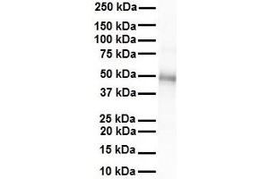 WB Suggested Anti-GJC2 antibody Titration: 1 ug/mL Sample Type: Human heart
