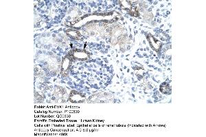 Human kidney (EVX1 anticorps  (N-Term))