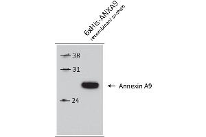 Western Blotting (WB) image for anti-Annexin A9 (ANXA9) antibody (ABIN2703595) (Annexin A9 anticorps)