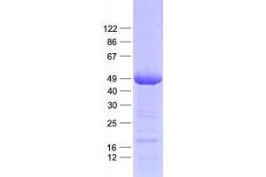 Validation with Western Blot