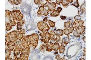 Immunoperoxidase of monoclonal antibody to LLGL2 on formalin-fixed paraffin-embedded human salivary gland. (LLGL2 anticorps  (AA 101-199))