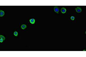 Immunofluorescent analysis of HepG2 cells using ABIN7162471 at dilution of 1:100 and Alexa Fluor 488-congugated AffiniPure Goat Anti-Rabbit IgG(H+L) (PAN2 anticorps  (AA 628-908))