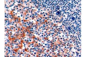 Detection of PD1 in Human Tonsil Tissue using Polyclonal Antibody to Programmed Cell Death Protein 1 (PD1) (PD-1 anticorps  (AA 41-132))