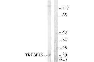 Western blot analysis of extracts from COLO205 cells, using TNFSF15 antibody.