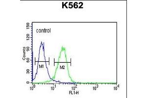 CLDN15 Antibody (Center) (ABIN653788 and ABIN2843073) flow cytometric analysis of K562 cells (right histogram) compared to a negative control cell (left histogram). (Claudin 15 anticorps  (AA 128-157))
