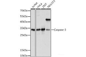 Western blot analysis of extracts of various cell lines using Caspase-3 Polyclonal Antibody at dilution of 1:1000. (Caspase 3 anticorps)