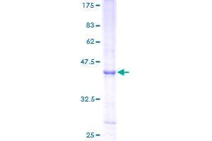 SDS-PAGE (SDS) image for Ribonuclease, RNase A Family, K6 (RNASE6) (AA 24-150) protein (GST tag) (ABIN1783974)