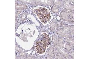 Immunohistochemical staining of human kidney with UBXN2B polyclonal antibody  shows distinct cytoplasmic positivity in glomerular cells. (UBXN2B anticorps)