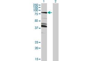 Lane 1: DGKA transfected lysate ( 82. (DGKA 293T Cell Transient Overexpression Lysate(Denatured))