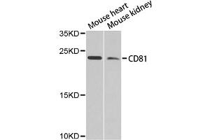 Western blot analysis of extracts of various cell lines, using CD81 antibody (ABIN4903204) at 1:1000 dilution. (CD81 anticorps)