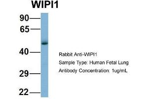 Host: Rabbit  Target Name: WIPI1  Sample Tissue: Human Fetal Lung  Antibody Dilution: 1. (WIPI1 anticorps  (Middle Region))