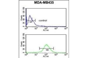 NARFL Antibody (Center) (ABIN653781 and ABIN2843068) flow cytometric analysis of MDA-M cells (bottom histogram) compared to a negative control cell (top histogram). (NARFL anticorps  (AA 240-269))