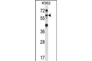 Western blot analysis in K562 cell line lysates (35ug/lane). (TRIM27 anticorps  (C-Term))