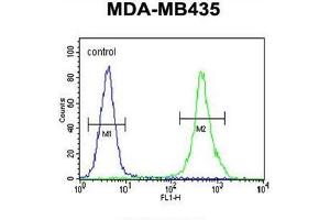 ZEB2 Antibody (C-term) flow cytometric analysis of MDA-MB435 cells (right histogram) compared to a negative control cell (left histogram). (ZEB2 anticorps  (C-Term))