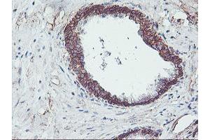 Image no. 7 for anti-Neuroplastin (NPTN) antibody (ABIN1499811) (NPTN anticorps)