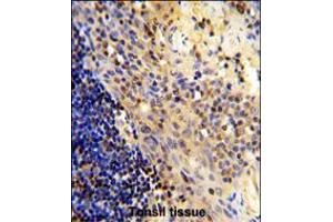 Formalin-fixed and paraffin-embedded human tonsil tissue reacted with CD8A Antibody (N-term), which was peroxidase-conjugated to the secondary antibody, followed by DAB staining.