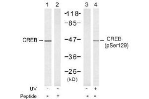 Image no. 2 for anti-cAMP Responsive Element Binding Protein 1 (CREB1) (Ser129) antibody (ABIN197535) (CREB1 anticorps  (Ser129))