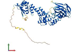 AlphaFold protein structure predicition of Human Recombinant BTBD1 Protein, UniprotID Q9H0C5