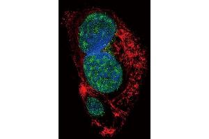 Confocal immunofluorescent analysis of SLUG Antibody (Center) (ABIN6242822 and ABIN6577392) with HepG2 cell followed by Alexa Fluor 488-conjugated goat anti-rabbit lgG (green). (SLUG anticorps  (AA 98-129))