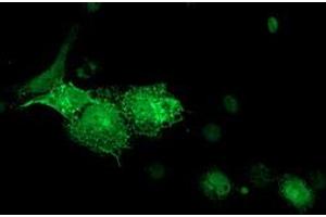 Anti-DTNA mouse monoclonal antibody (ABIN2454048) immunofluorescent staining of COS7 cells transiently transfected by pCMV6-ENTRY DTNA (RC223952). (DTNA anticorps)