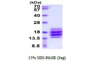 CD90 (THY1) (AA 20-130) protein (His tag)