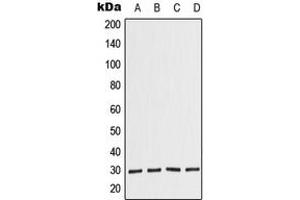 Western blot analysis of COPS7A expression in JAR (A), HeLa (B), Raw264. (COPS7A anticorps  (C-Term))