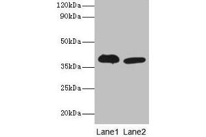 Western blot All lanes: Adh5 antibody at 2 μg/mL Lane 1: Mouse liver tissue Lane 2: Mouse kidney tissue Secondary Goat polyclonal to rabbit IgG at 1/10000 dilution Predicted band size: 40 kDa Observed band size: 40 kDa (ADH5 anticorps  (AA 2-374))