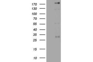 Image no. 5 for anti-Paternally Expressed 3 (PEG3) (AA 1-364) antibody (ABIN1490765) (PEG3 anticorps  (AA 1-364))