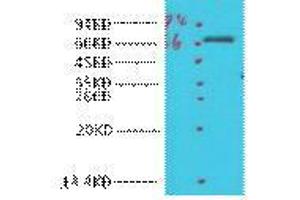 Western Blot (WB) analysis of HeLa, diluted at 1:1000. (COX1 anticorps)