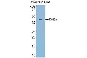 Western Blotting (WB) image for anti-Transferrin (TF) (AA 360-682) antibody (ABIN1078589)
