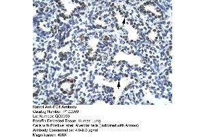 Human Lung (SUB1 anticorps  (N-Term))