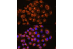 Immunofluorescence analysis of HeLa cells using A antibody (ABIN3022193, ABIN3022194, ABIN3022195 and ABIN6218659) at dilution of 1:100. (Adenosine A2a Receptor anticorps  (AA 100-200))