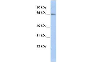 WB Suggested Anti-ZNF619 Antibody Titration:  0. (ZNF619 anticorps  (N-Term))