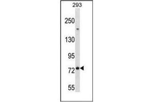 Western blot analysis of MED16 Antibody (Center) in 293 cell line lysates (35ug/lane). (MED16 anticorps  (Middle Region))