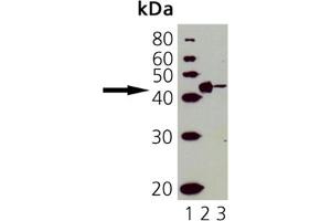Western Blot Analysis of CD40: Lane 1: MWM, Lane 2: ESK4 cell lysate, Lane 3: Molt 4 cell lysate. (CD40 anticorps)