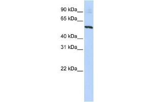 Western Blotting (WB) image for anti-Solute Carrier Family 36 (Proton/amino Acid Symporter), Member 2 (SLC36A2) antibody (ABIN2458820) (SLC36A2 anticorps)